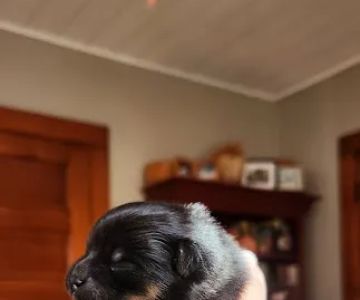 Chosen Valley Veterinary Clinic