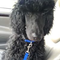 Stewartville Animal Clinic ico