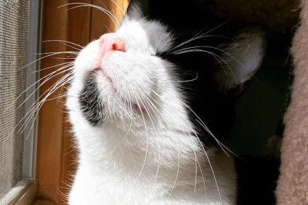Allied Veterinary Emergency & Referral
