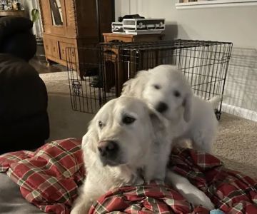 All Pets MSRC