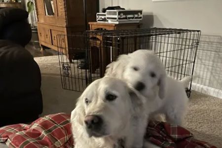 All Pets MSRC