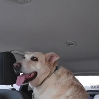 New Ulm Regional Veterinary Center ico
