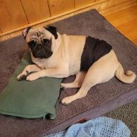 Eden Valley Vet Clinic ico
