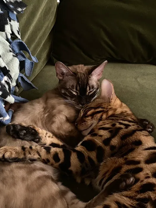 4 Leopard Paws Bengals 12