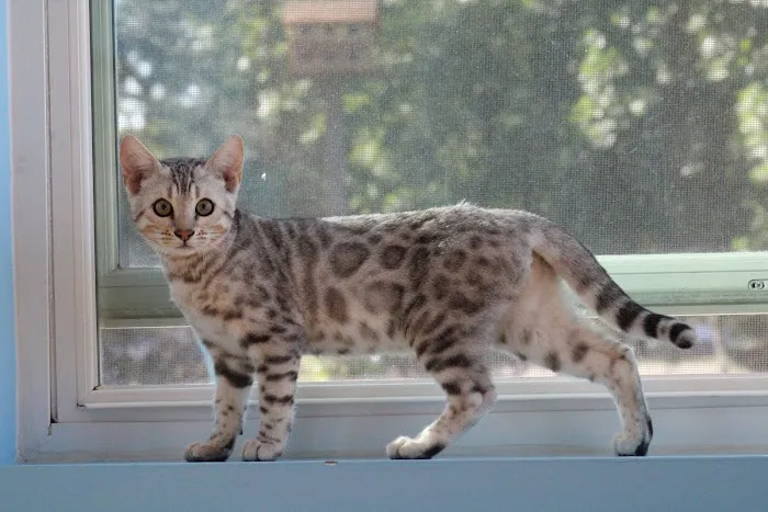 4 Leopard Paws Bengals 12