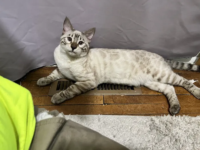 4 Leopard Paws Bengals 12