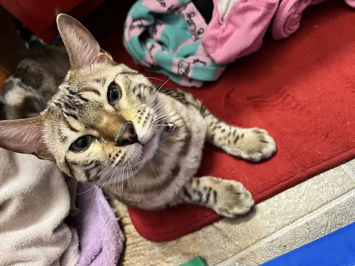 4 Leopard Paws Bengals 12