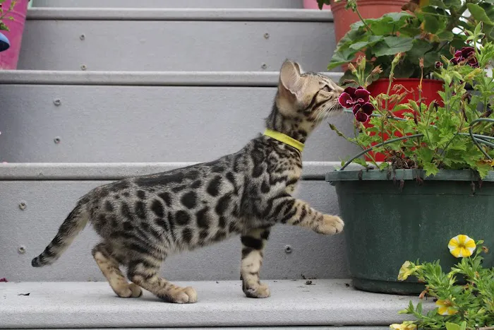 4 Leopard Paws Bengals 12
