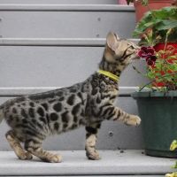 4 Leopard Paws Bengals ico