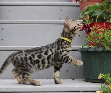 4 Leopard Paws Bengals