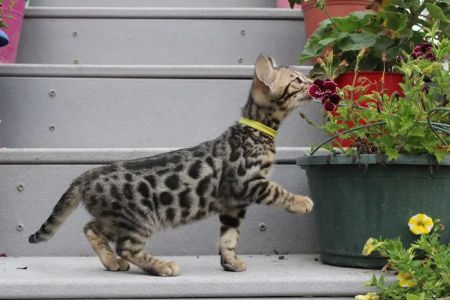 4 Leopard Paws Bengals