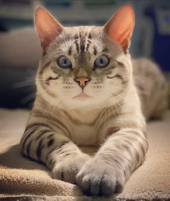 4 Leopard Paws Bengals 12