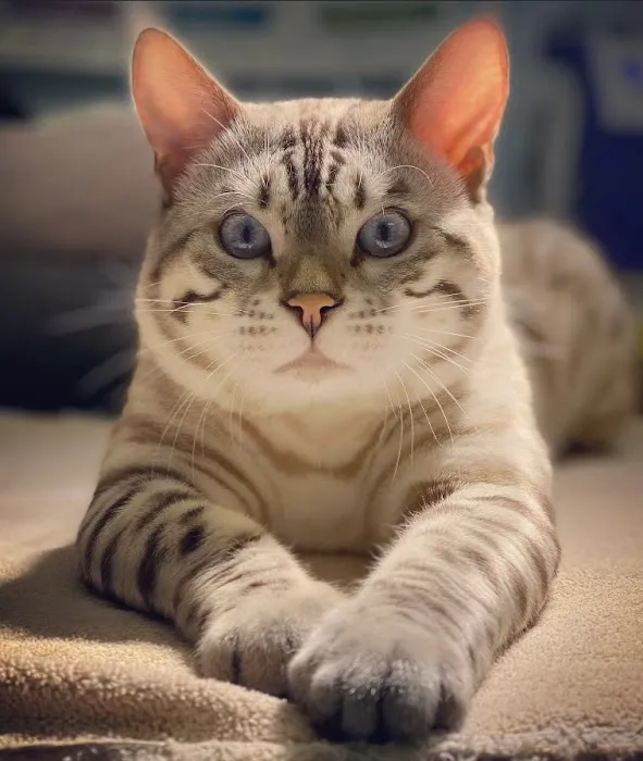4 Leopard Paws Bengals 12