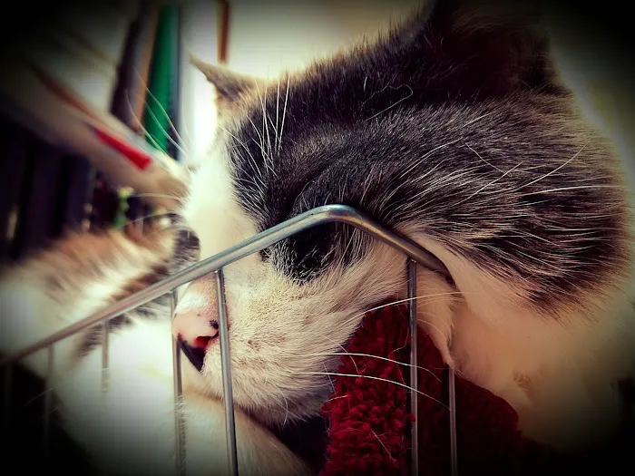 Animal Health Services 12