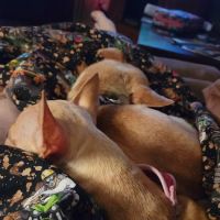 Fairfax Veterinary Clinic, LLC ico