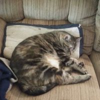 Olivia Pet Clinic ico