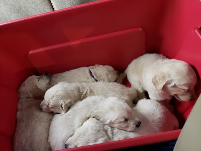 Pets On the Go 12