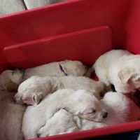 Pets On the Go ico
