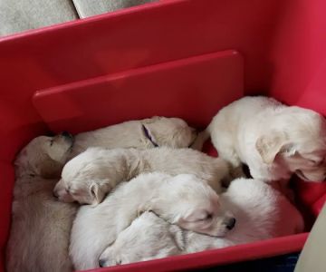 Pets On the Go
