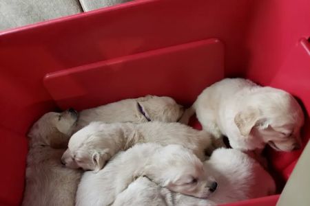 Pets On the Go