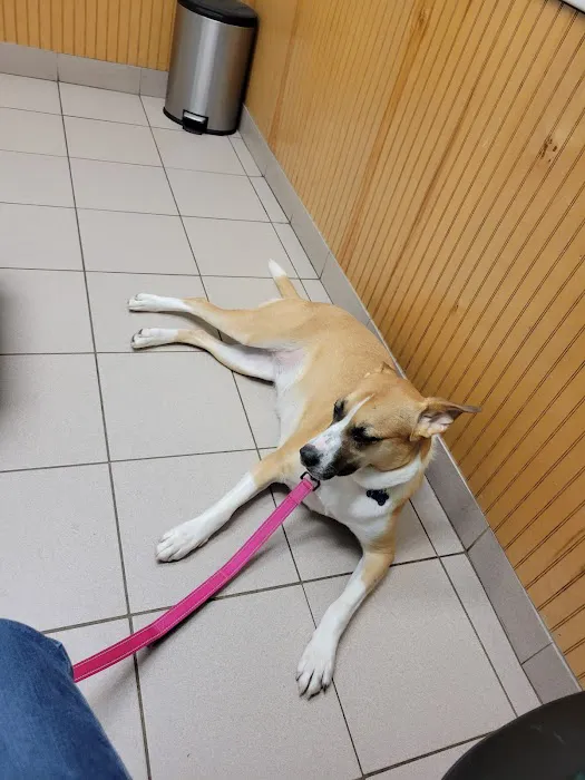 Forever Friends Pet Care Center & Hospital 8
