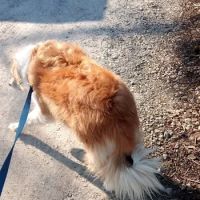 Litchfield Veterinary Clinic ico