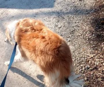 Litchfield Veterinary Clinic
