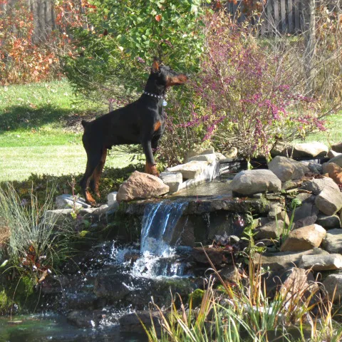 Litchfield Veterinary Clinic 2