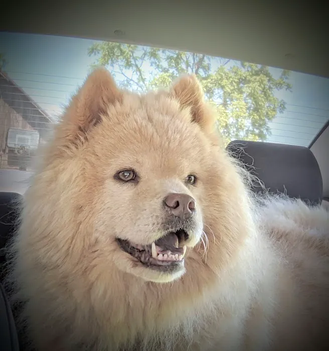 Cloverleaf Animal Hospital 12