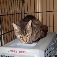 Mission Possible Animal Hospital ico