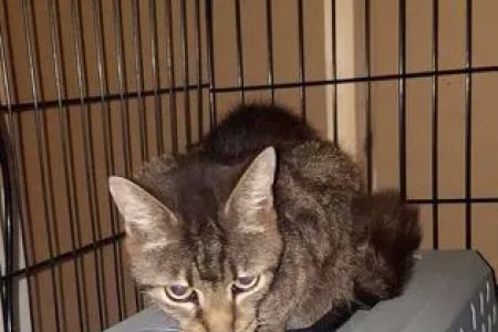 Mission Possible Animal Hospital