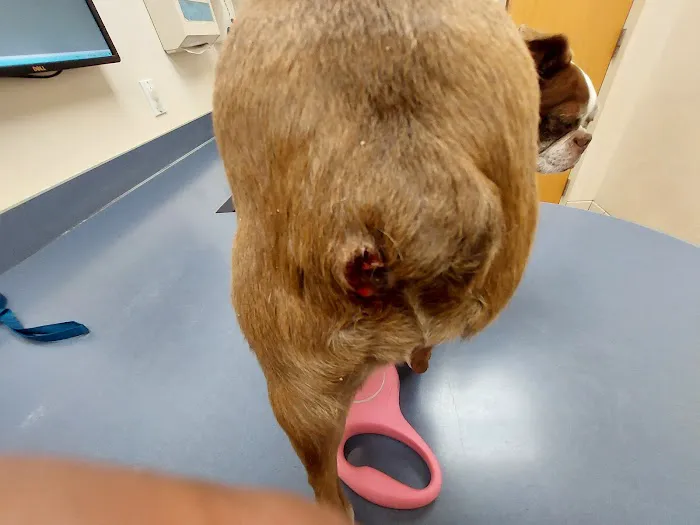 Mission Possible Animal Hospital 12