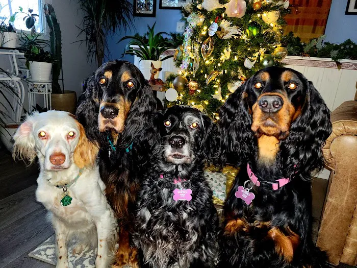 Happy Pet Veterinary Hospital 12