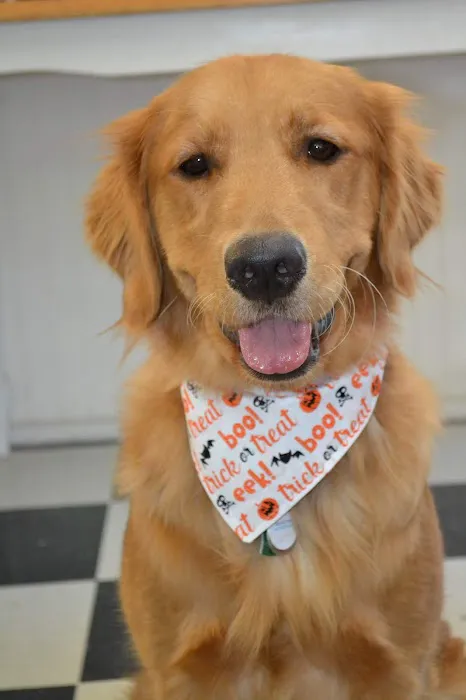 Happy Pet Veterinary Hospital 12