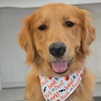 Happy Pet Veterinary Hospital ico