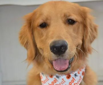 Happy Pet Veterinary Hospital