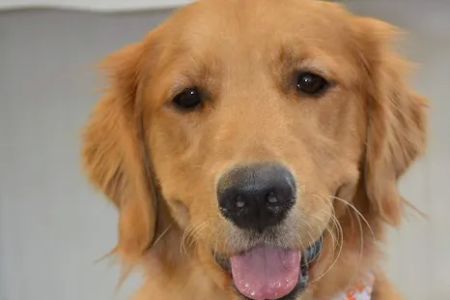 Happy Pet Veterinary Hospital