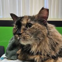 Columbia Animal Clinic ico