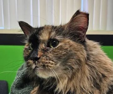 Columbia Animal Clinic
