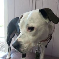 Bretton Ridge Animal Clinic ico