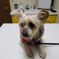 Landings Animal Hospital ico