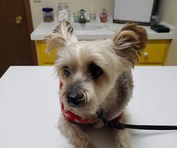 Landings Animal Hospital