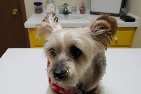 Landings Animal Hospital