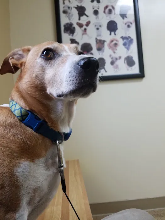 Landings Animal Hospital 12