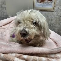 Avon Lake Animal Clinic: Mills Brian N DVM ico