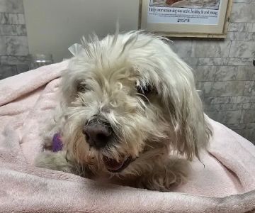 Avon Lake Animal Clinic: Mills Brian N DVM