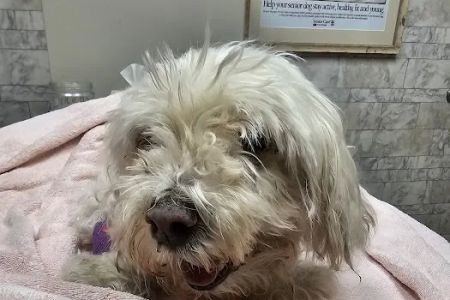 Avon Lake Animal Clinic: Mills Brian N DVM