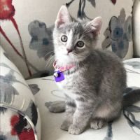 Avon Lake Animal Clinic ico