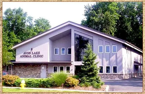 Avon Lake Animal Clinic 12