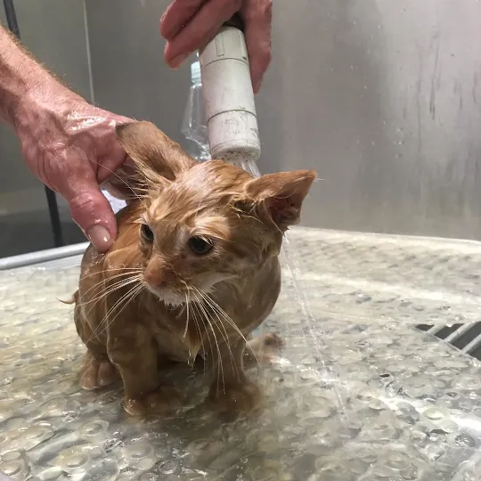 Avon Lake Animal Clinic 12